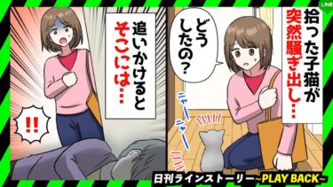 【PLAY BACK】貧乏な私が雨の日に震える子猫を拾った→しばらくして子猫が突然騒ぎ出し追いかけるとそこには…(スカッとするLINE)【日刊ラインストーリー】